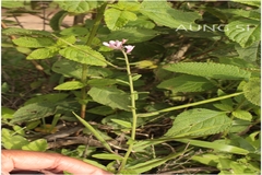 Cleome monophylla